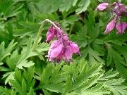 Dicentra formosa